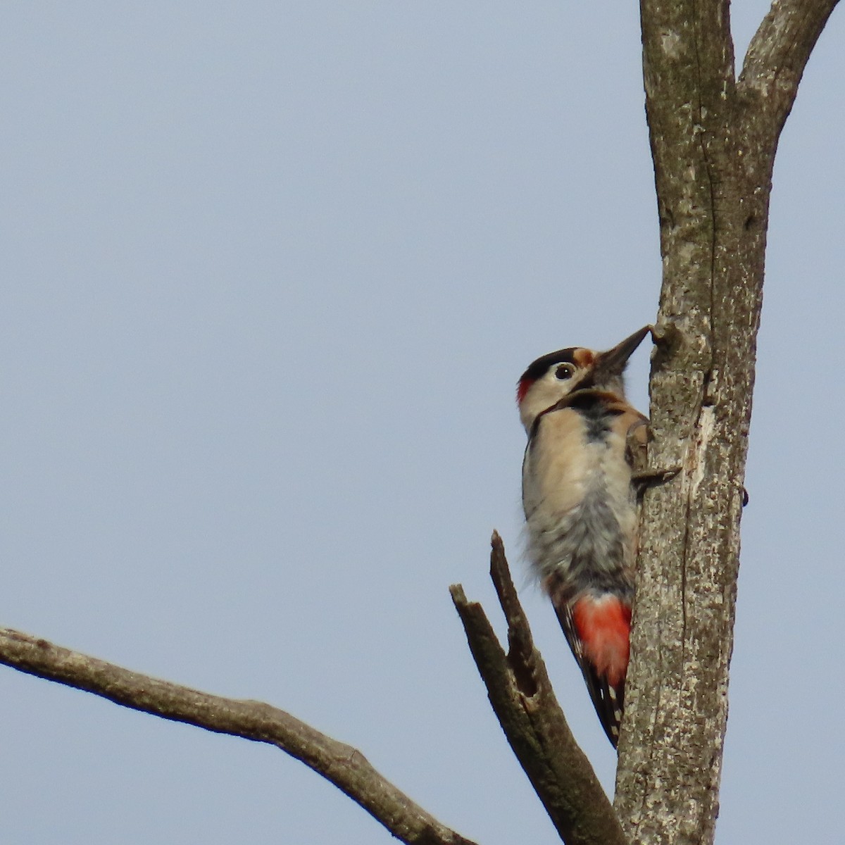 Алаг тоншуул - ML646363660