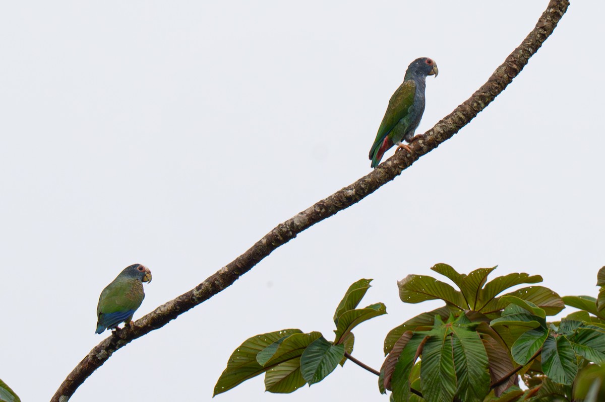 White-crowned Parrot - ML646363661