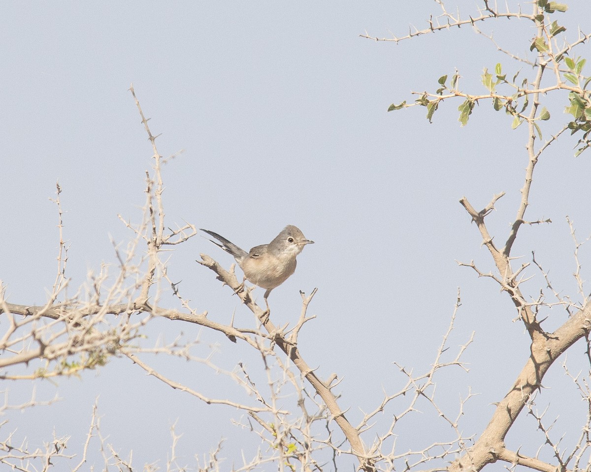 Menetries's Warbler - ML646363662