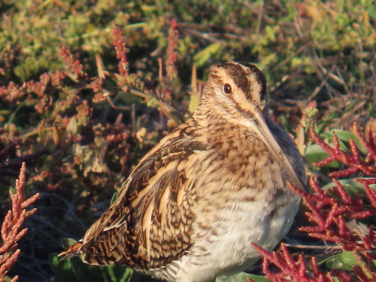 Шөвгөн хараалж - ML646363663