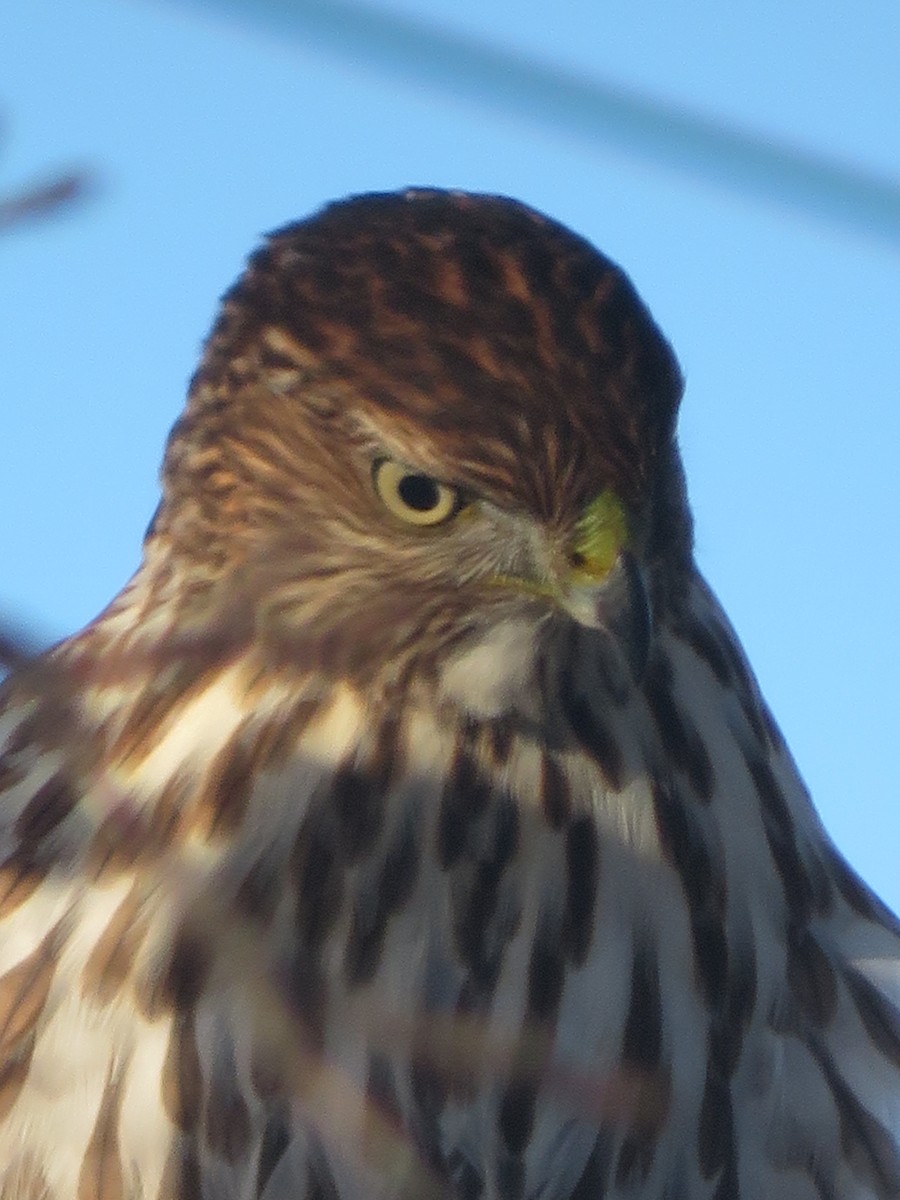 Cooper's Hawk - ML646363664