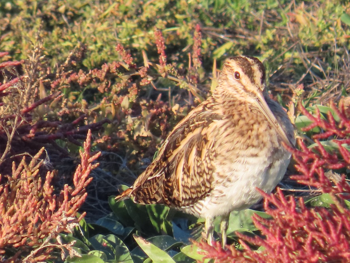 Шөвгөн хараалж - ML646363665