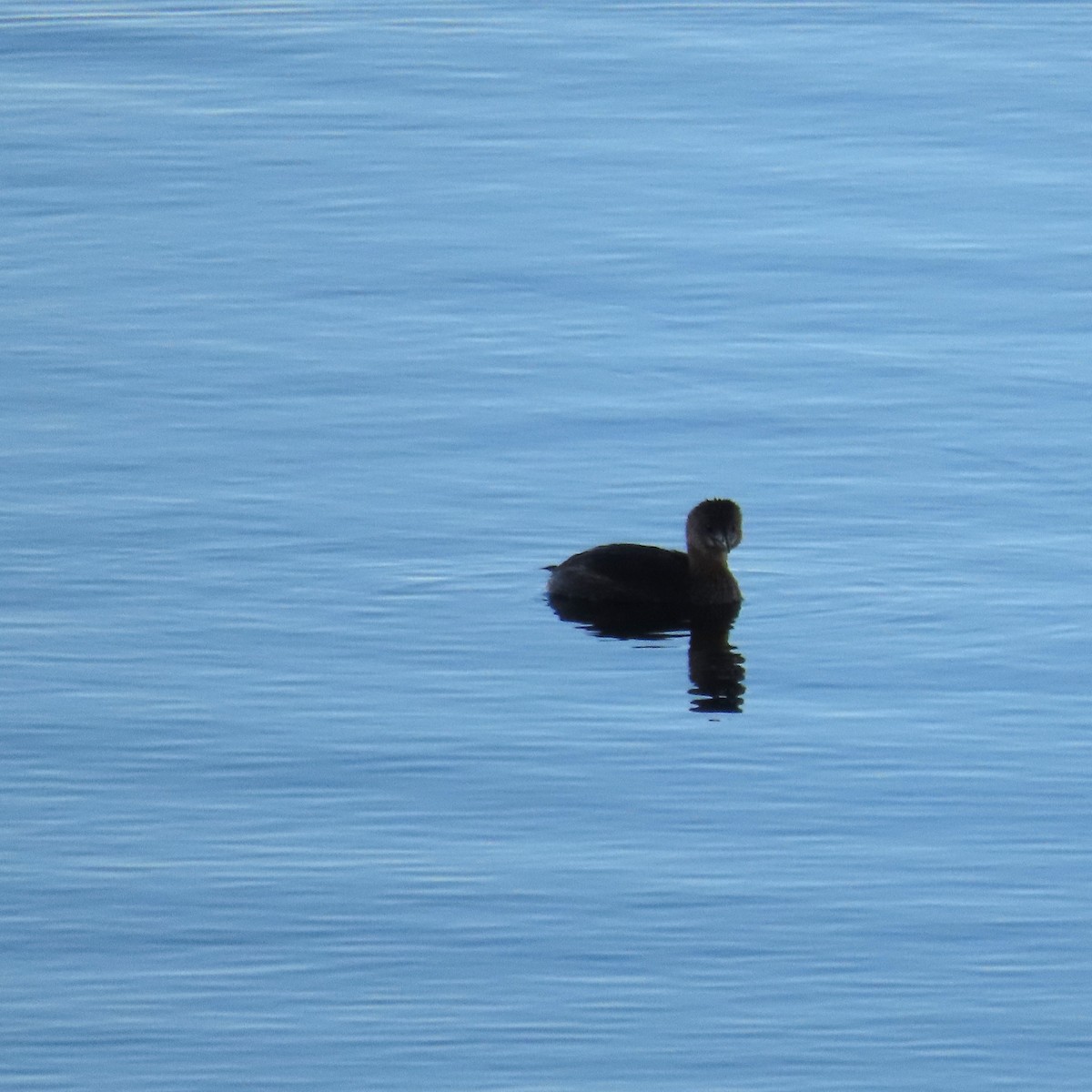 Pied-billed Grebe - ML646363666