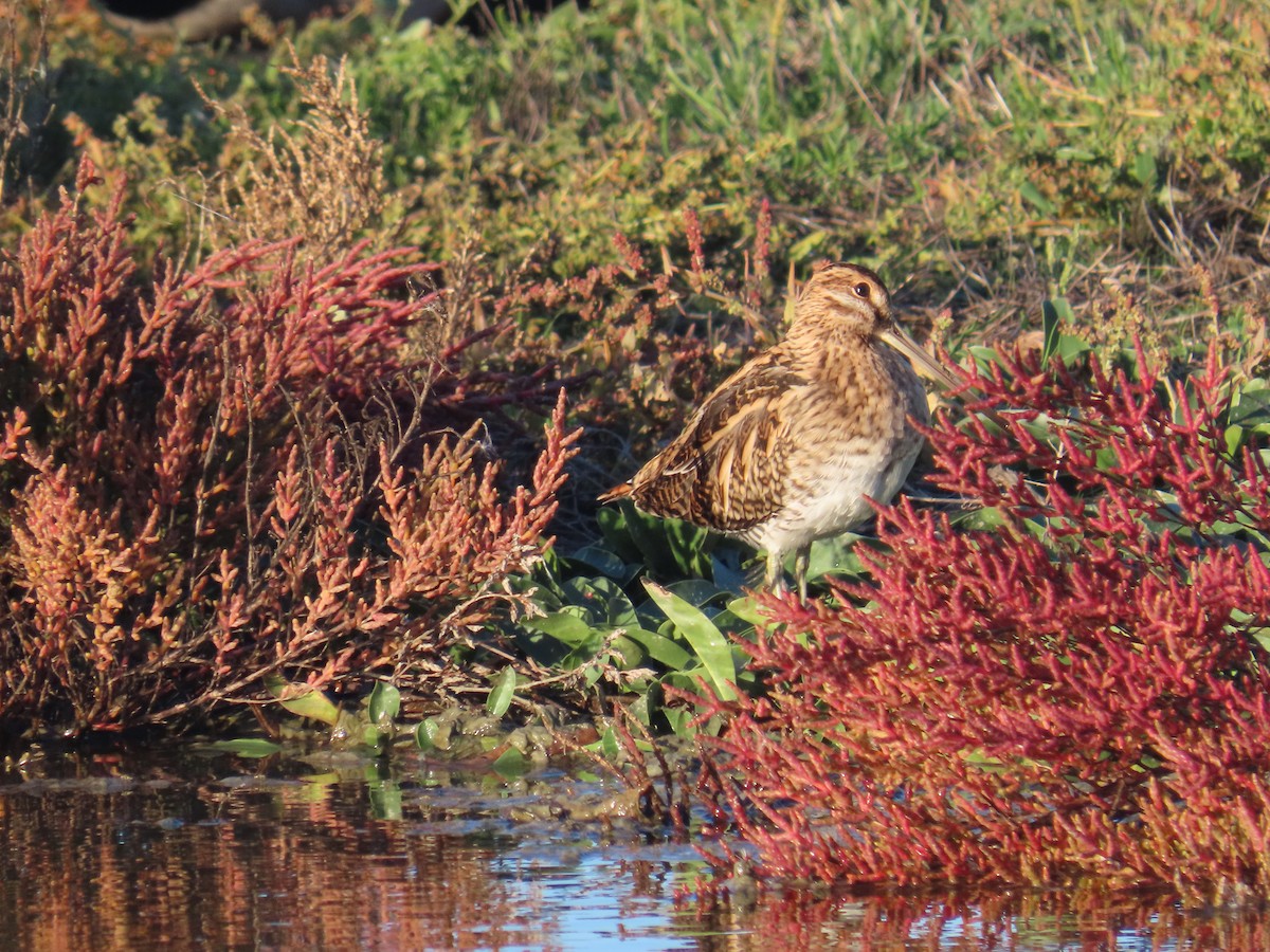 Шөвгөн хараалж - ML646363667