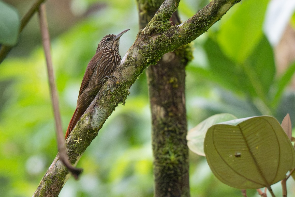 Streak-headed Woodcreeper - ML646363669