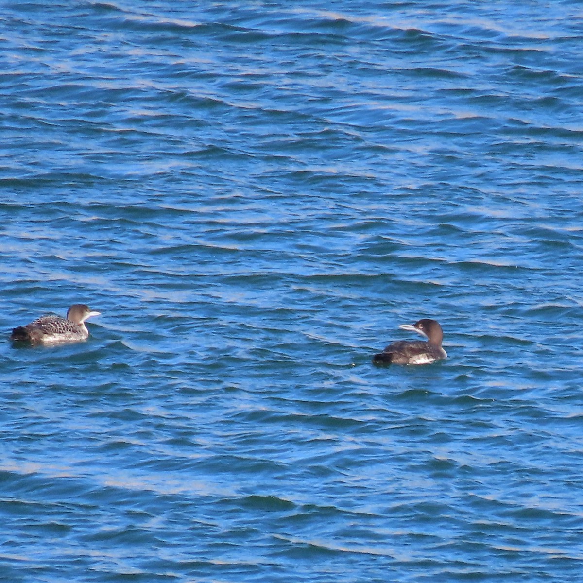 Common Loon - ML646363671