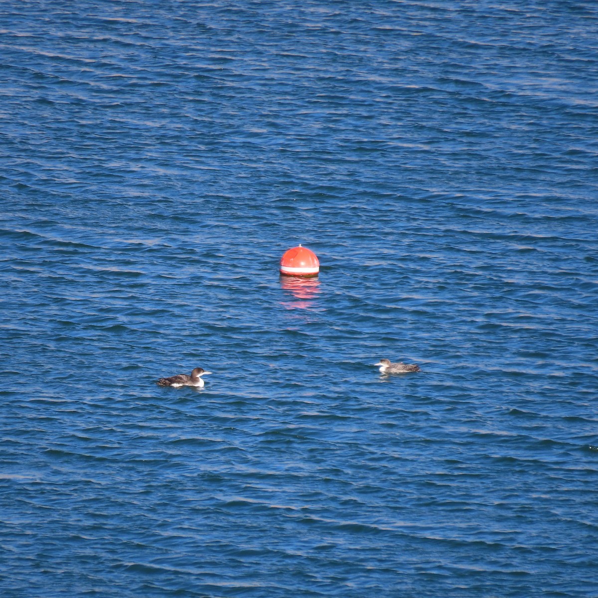 Common Loon - ML646363672