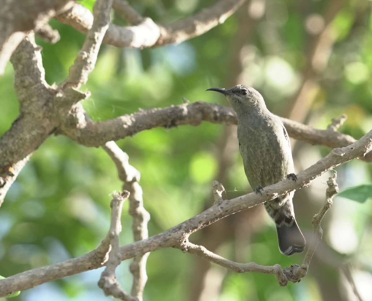 Arabian Sunbird - ML646363673