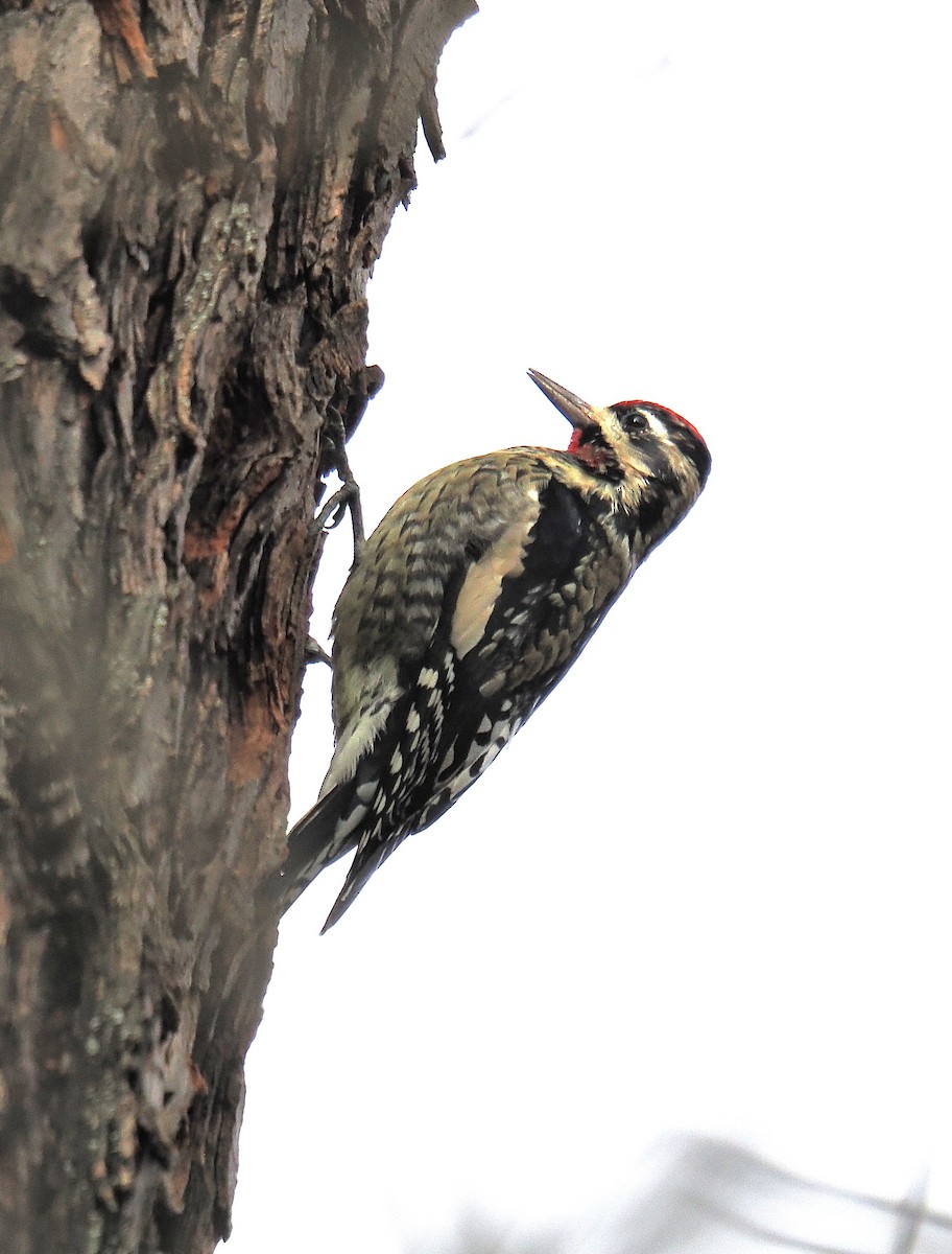 Yellow-bellied Sapsucker - ML646363674