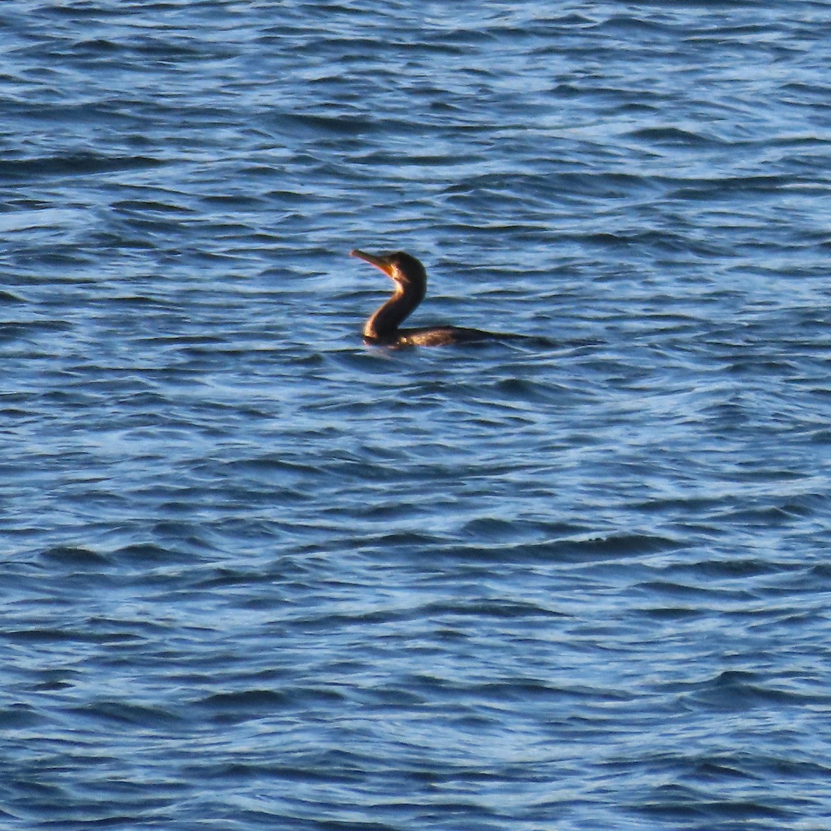 totoppskarv - ML646363675