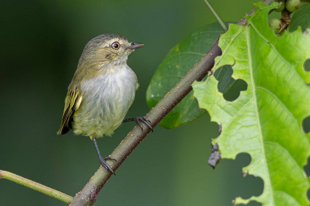 Mistletoe Tyrannulet - ML646363676