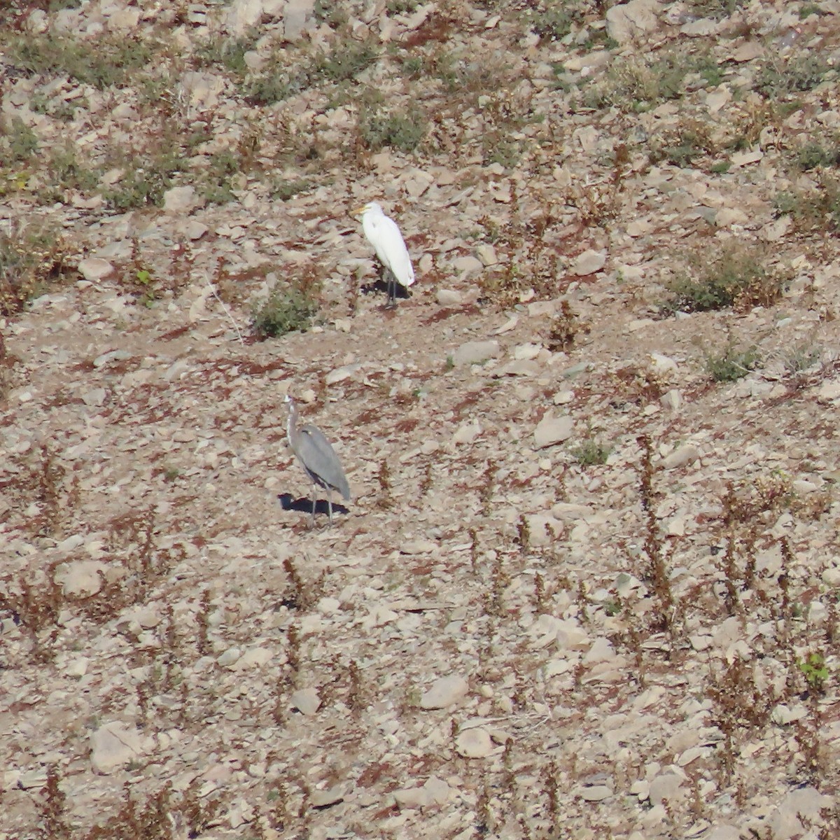 Great Egret - ML646363678