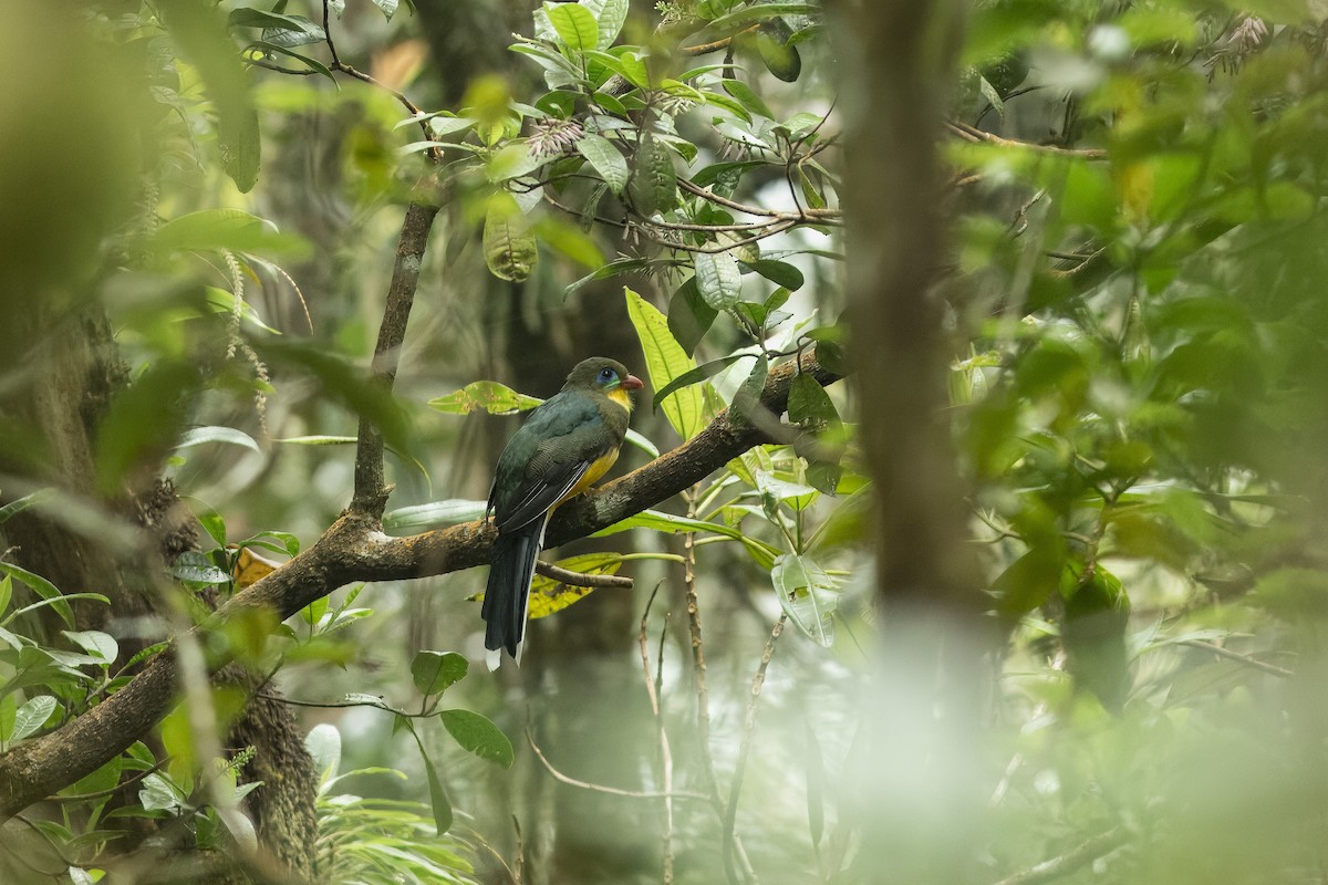 Javan Trogon - ML646363679