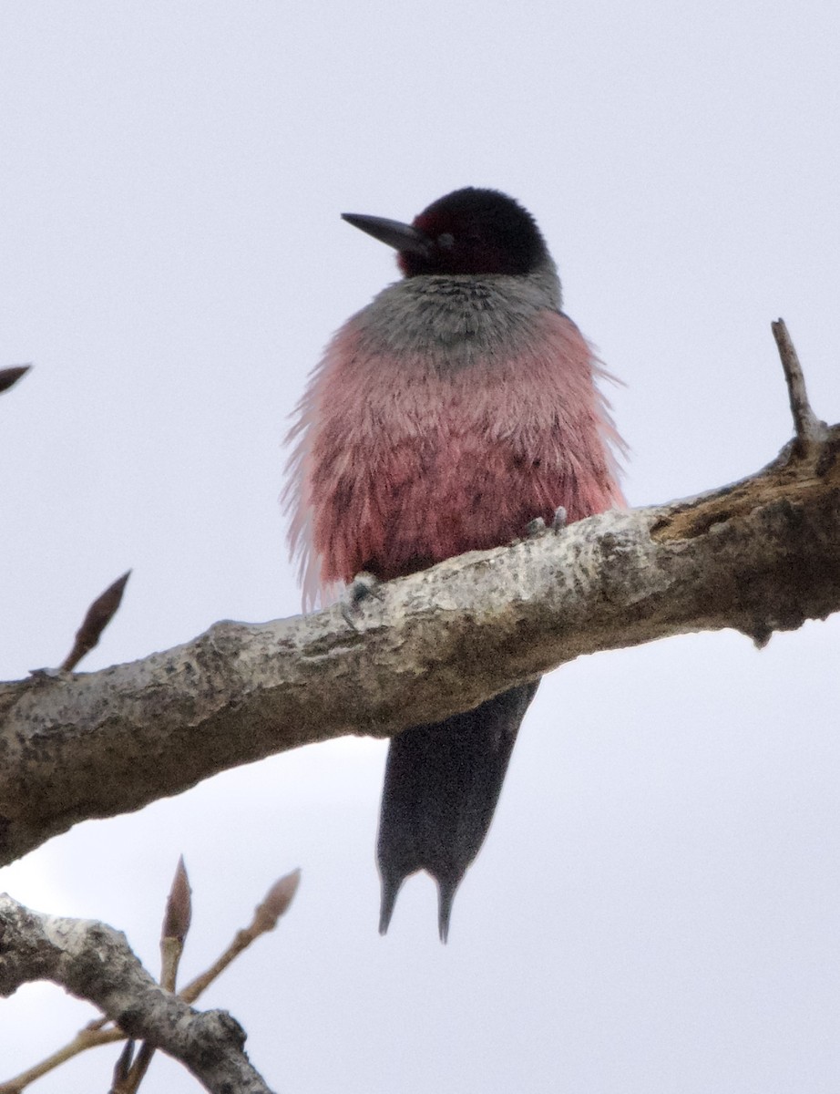 Гіла рожевочерева - ML646363681
