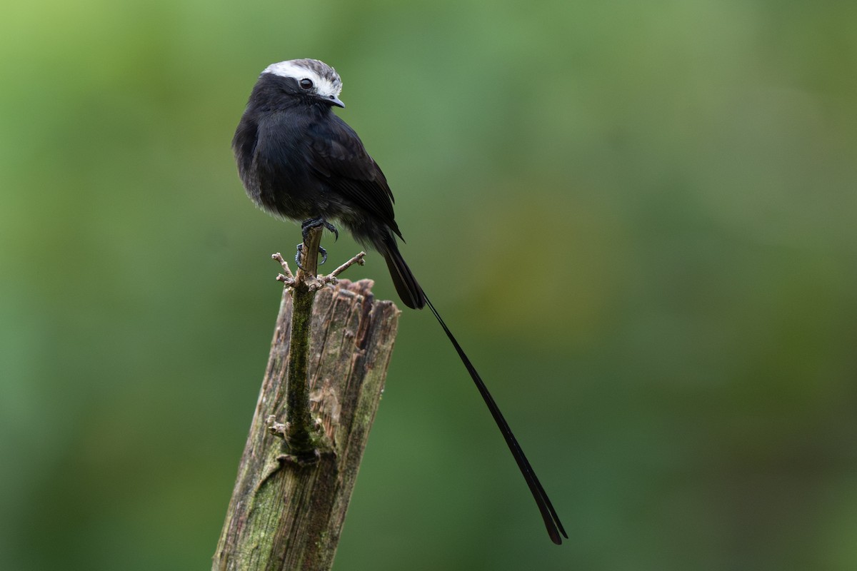 Москверо довгохвостий - ML646363682