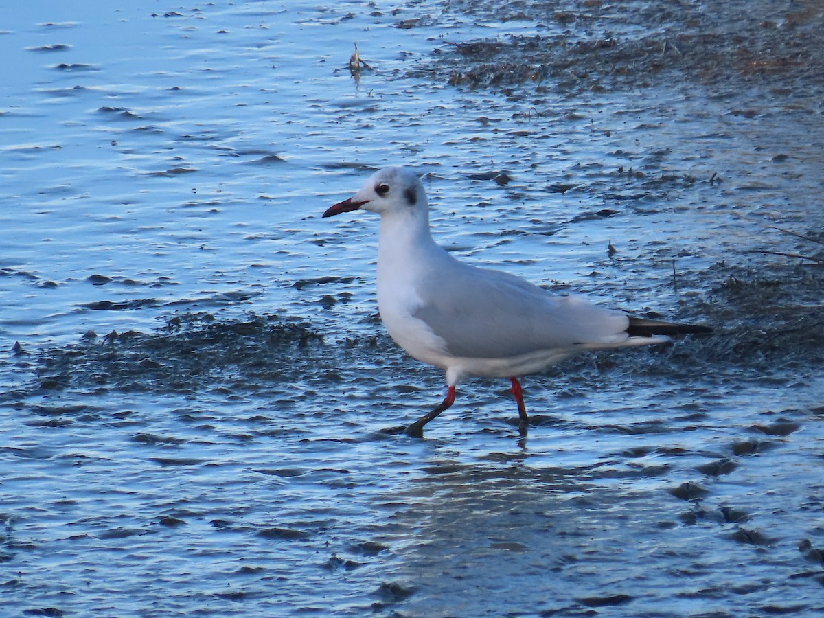 Мартин звичайний - ML646363683