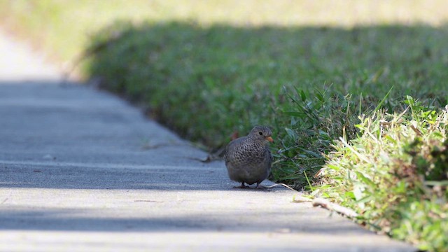 Талпакоті строкатоголовий - ML646363684
