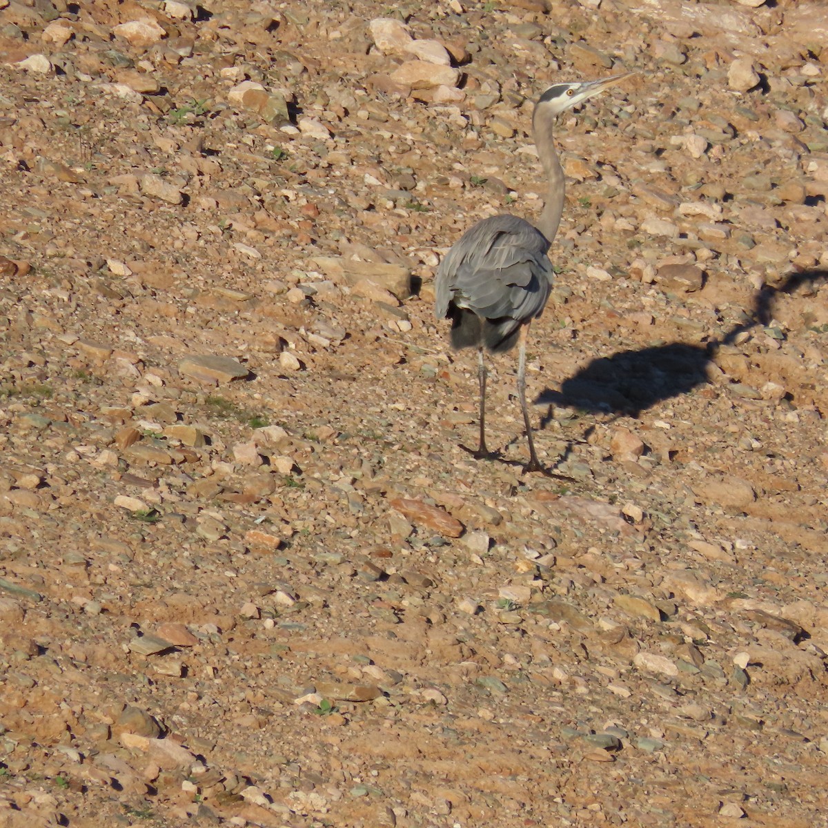 Чапля північна - ML646363685