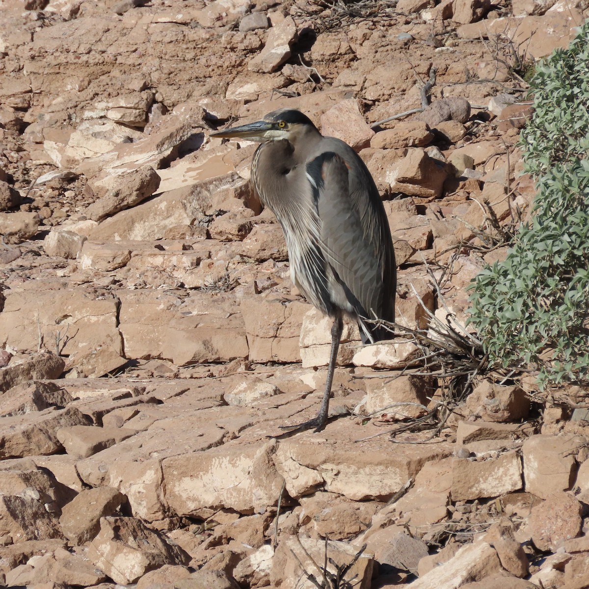 Чапля північна - ML646363686