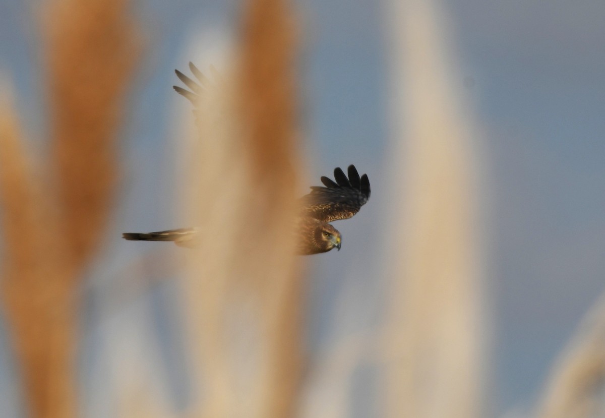 Лунь американський - ML646363687