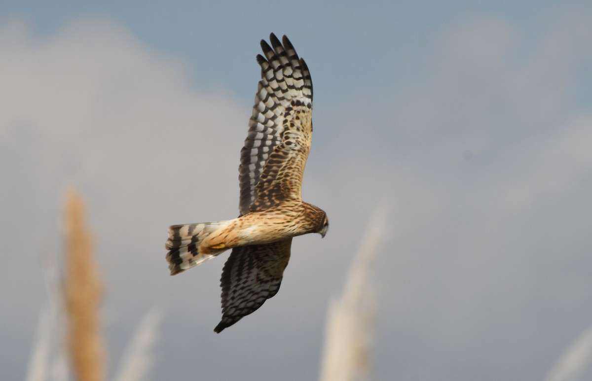 Лунь американський - ML646363688