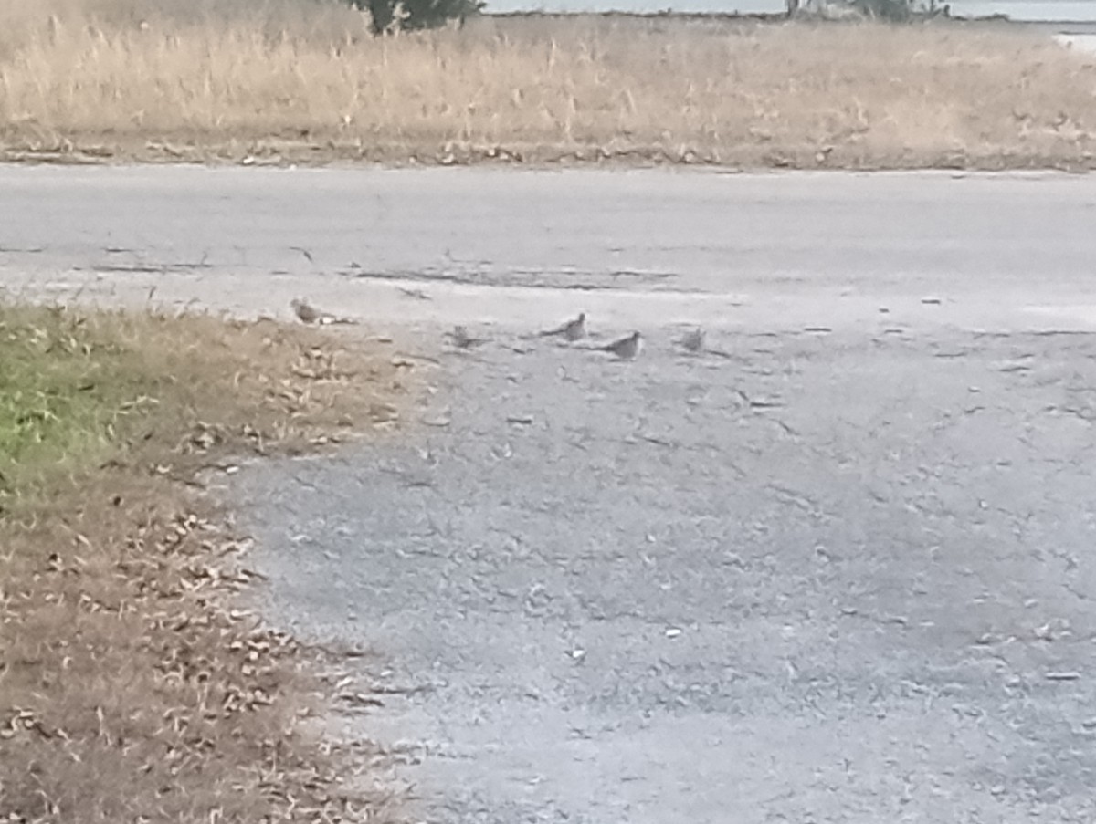 Горличка-інка мексиканська - ML646363689