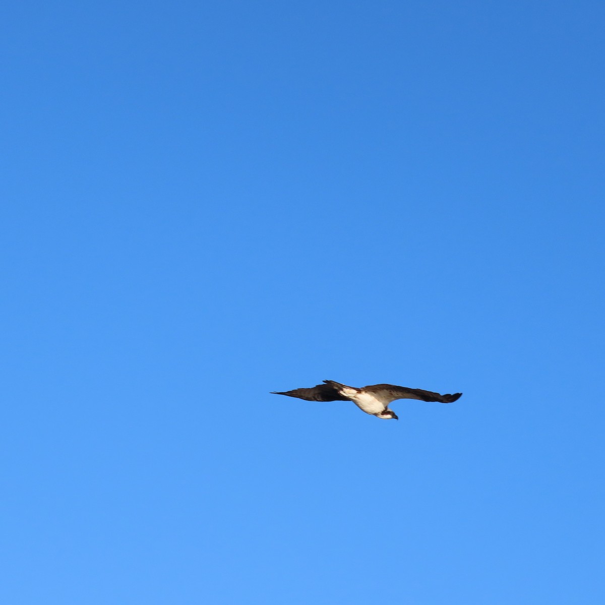 Скопа західна - ML646363690