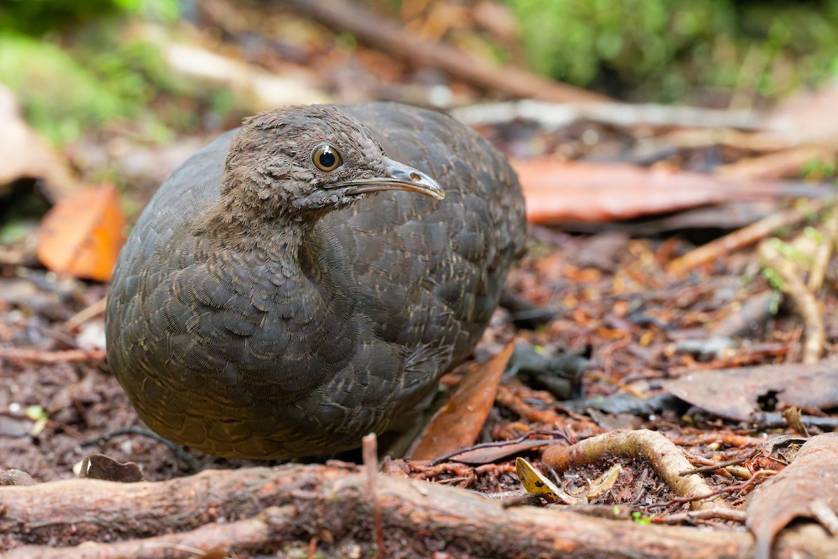 Татаупа сірий - ML646363692