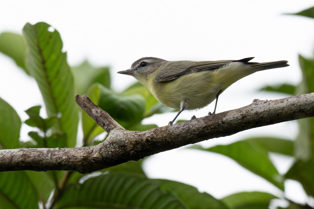 Віреон цитриновий - ML646363693
