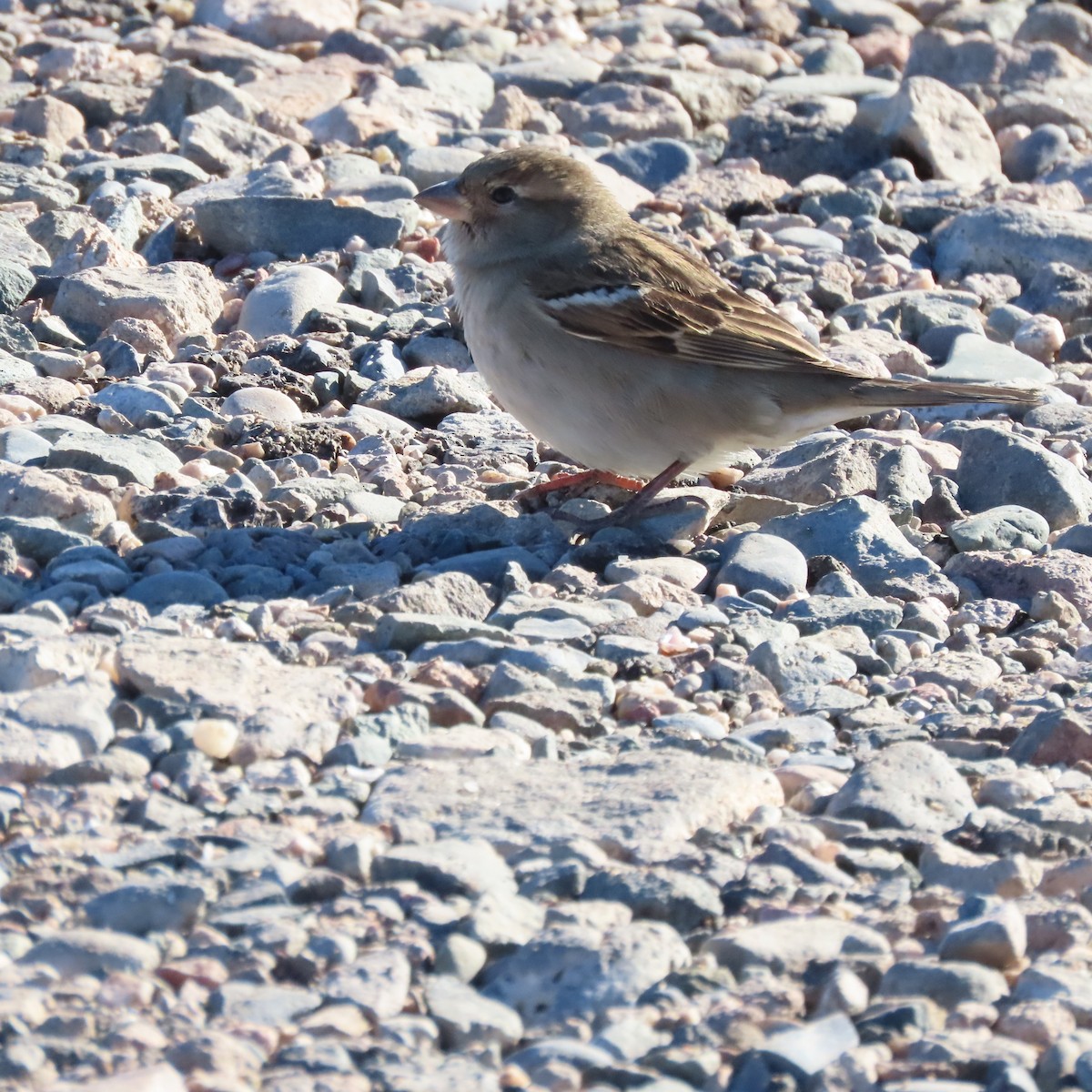 Горобець хатній - ML646363695