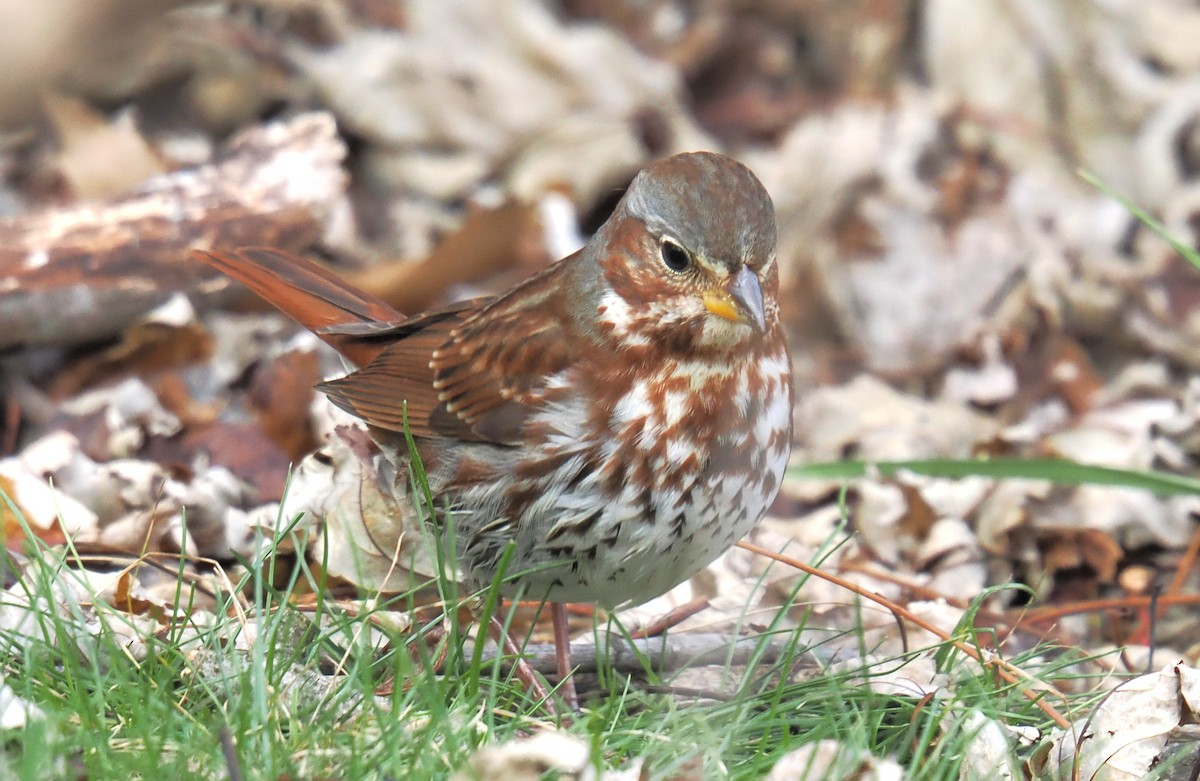 Пасовник рябогрудий - ML646363696