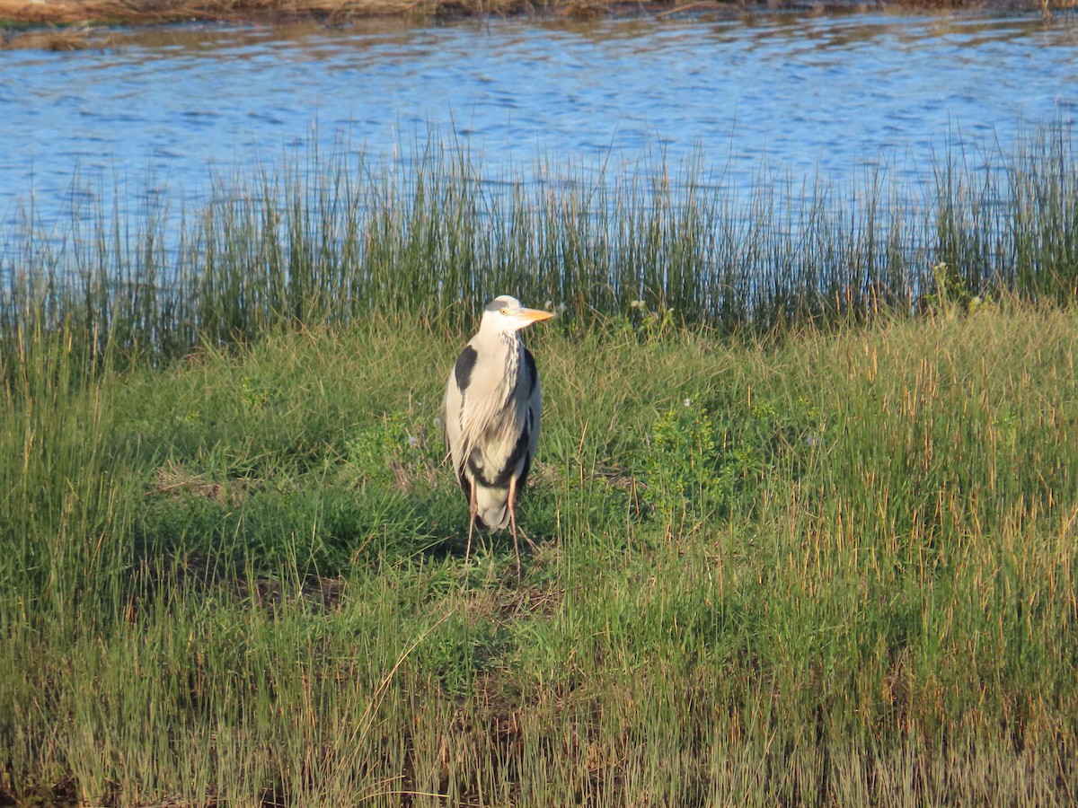 Чапля велика - ML646363697