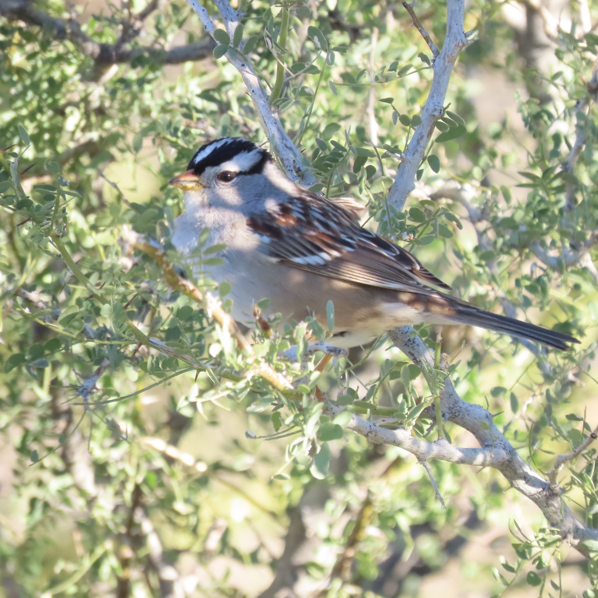 Бруант білобровий - ML646363699