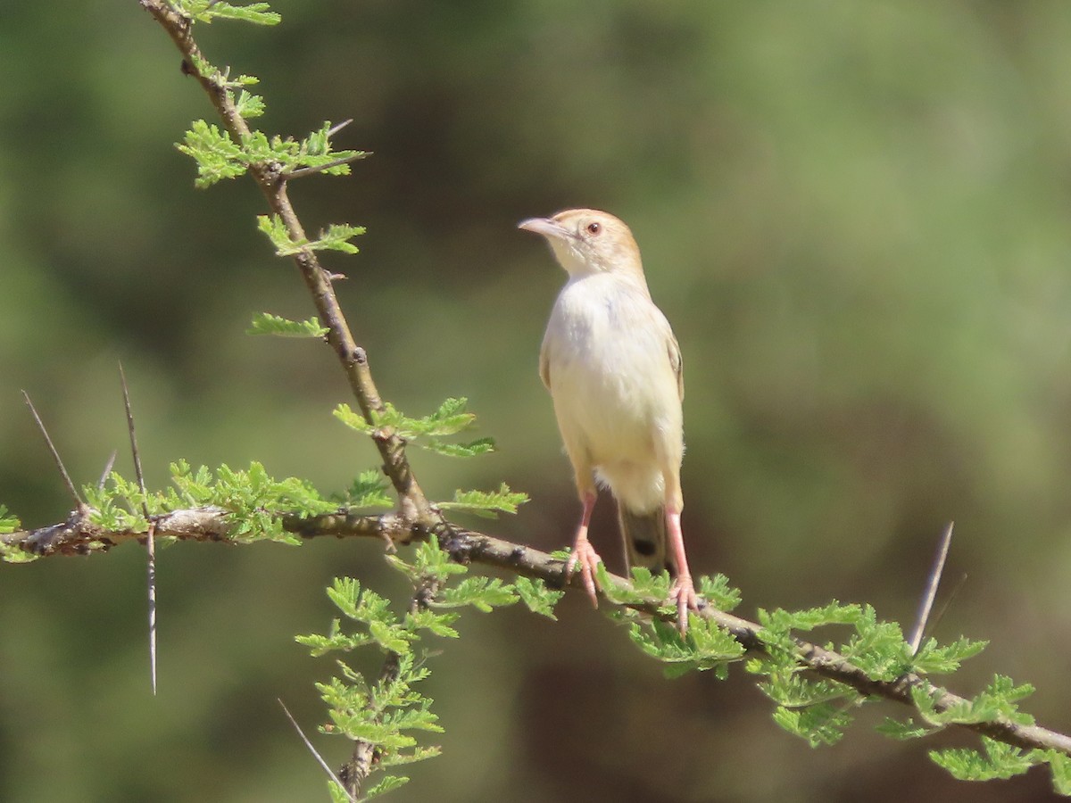 Таміка строката - ML646363700