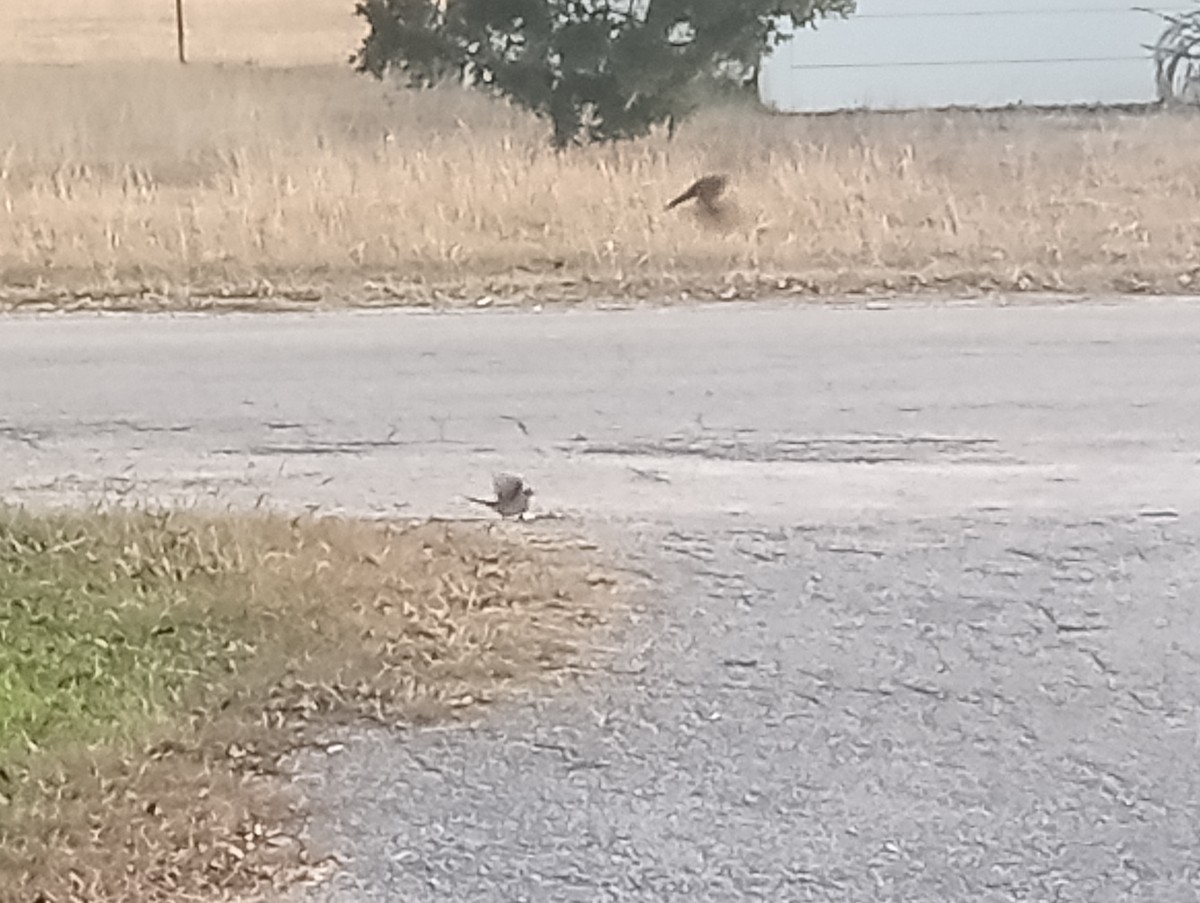 Горличка-інка мексиканська - ML646363701