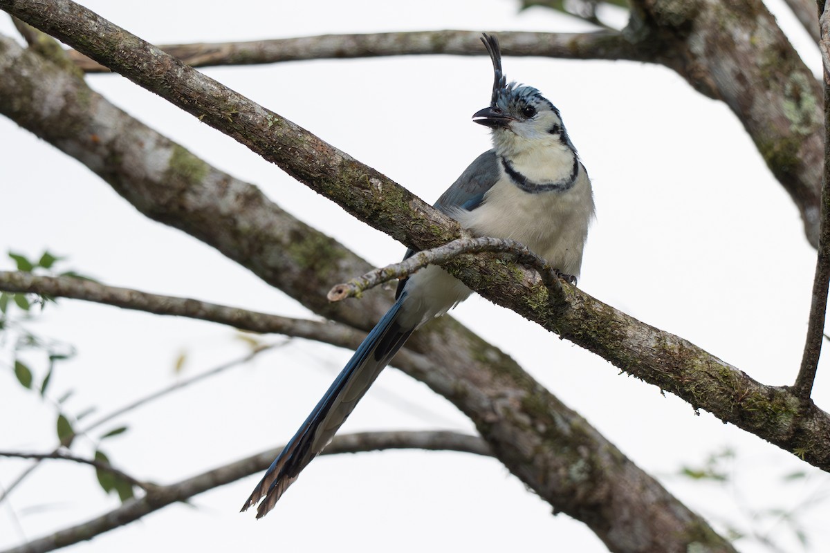 Сойка білогорла - ML646363702