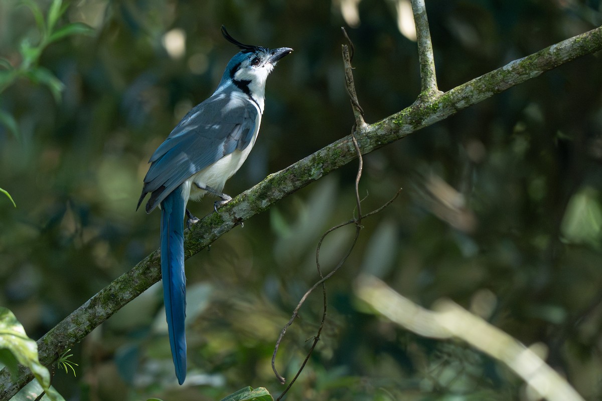 Сойка білогорла - ML646363703