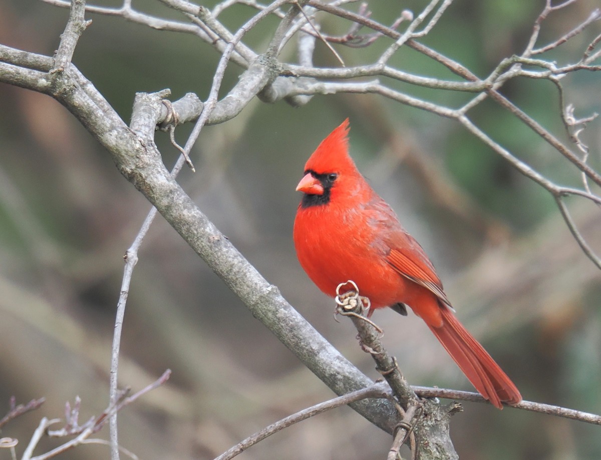 Кардинал червоний - ML646363704
