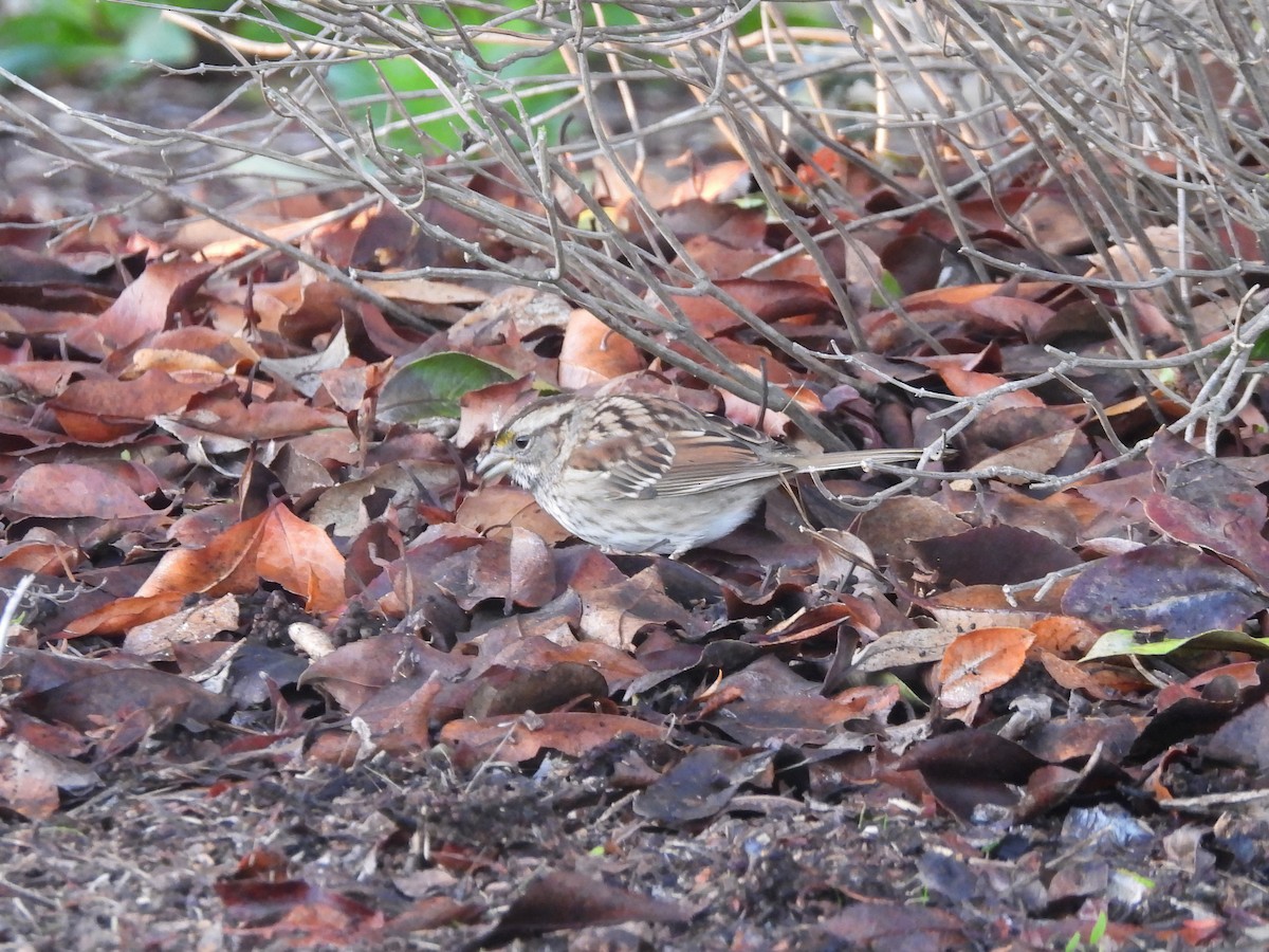 Бруант білогорлий - ML646363705