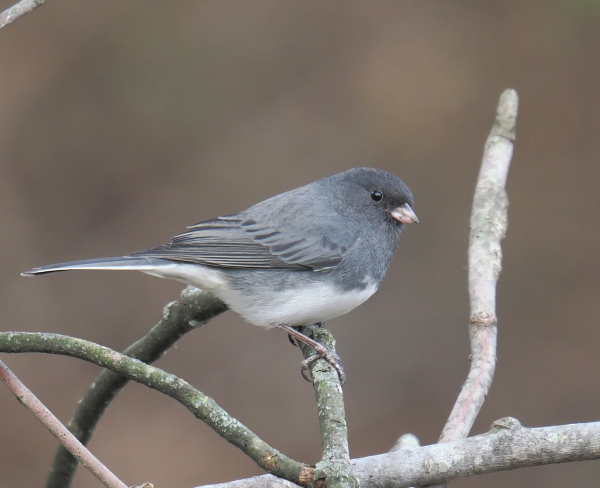 Юнко сірий - ML646363706