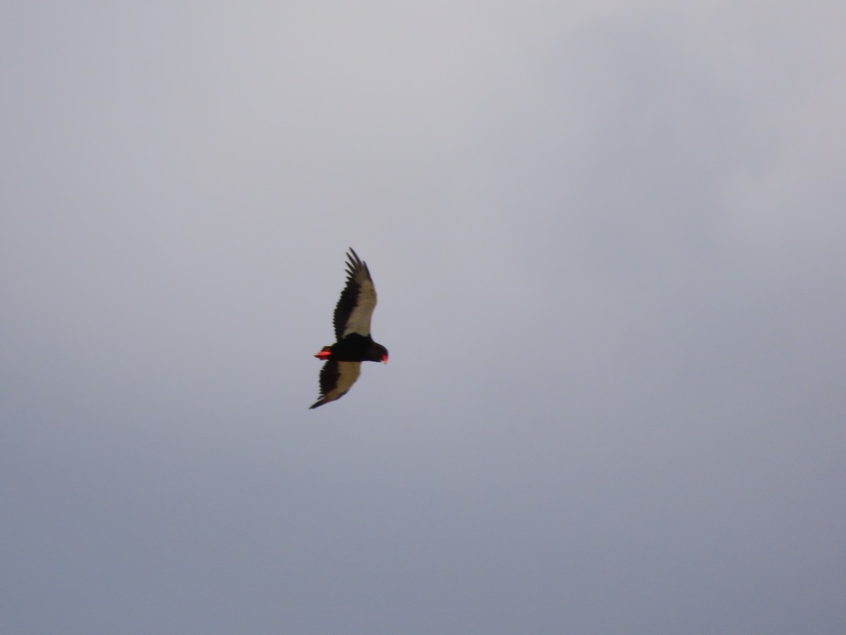 Орел-блазень - ML646363707