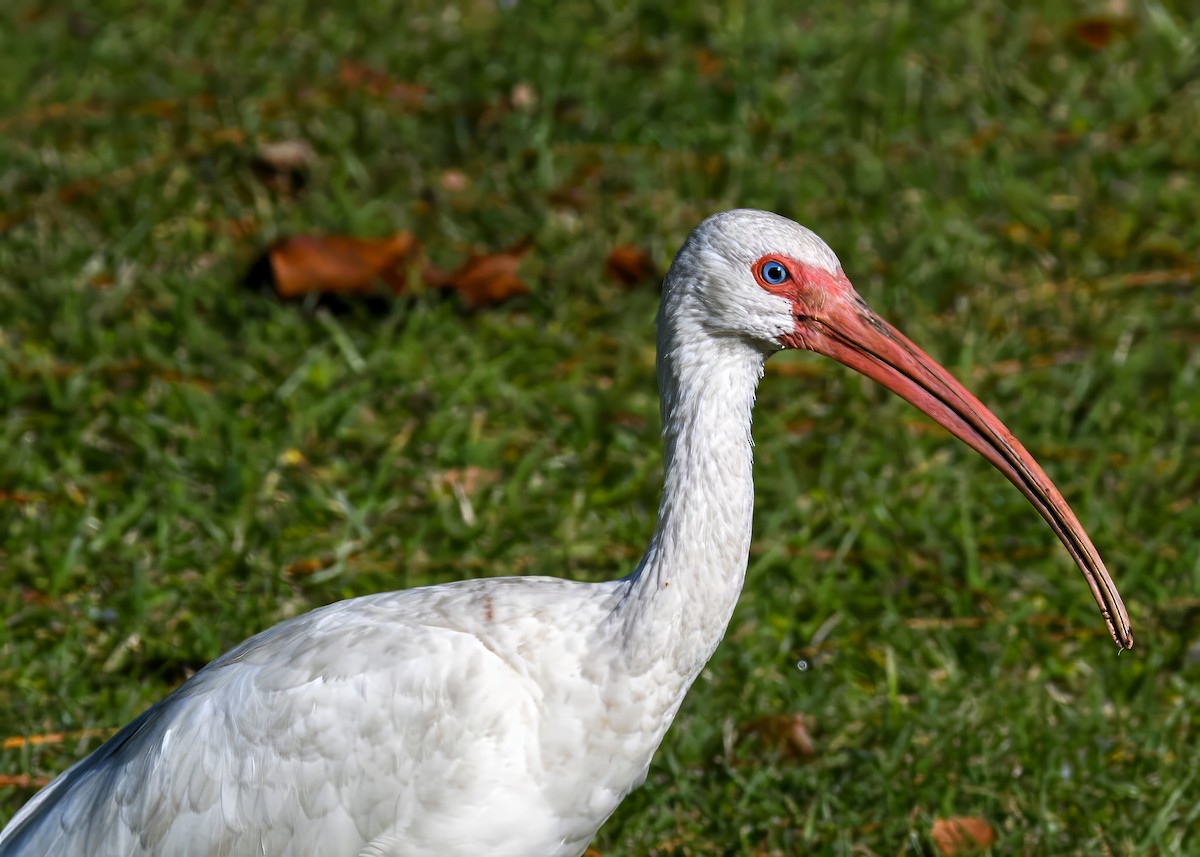 Ібіс білий - ML646363708