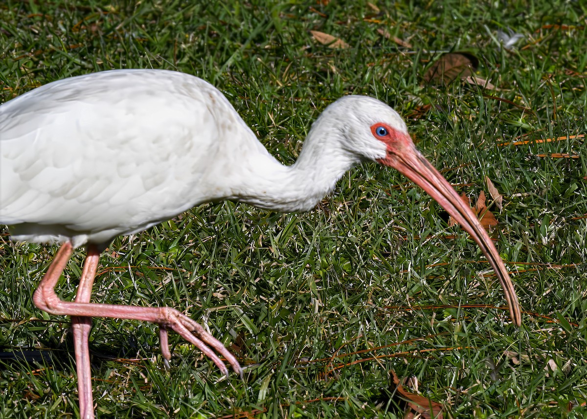 Ібіс білий - ML646363709