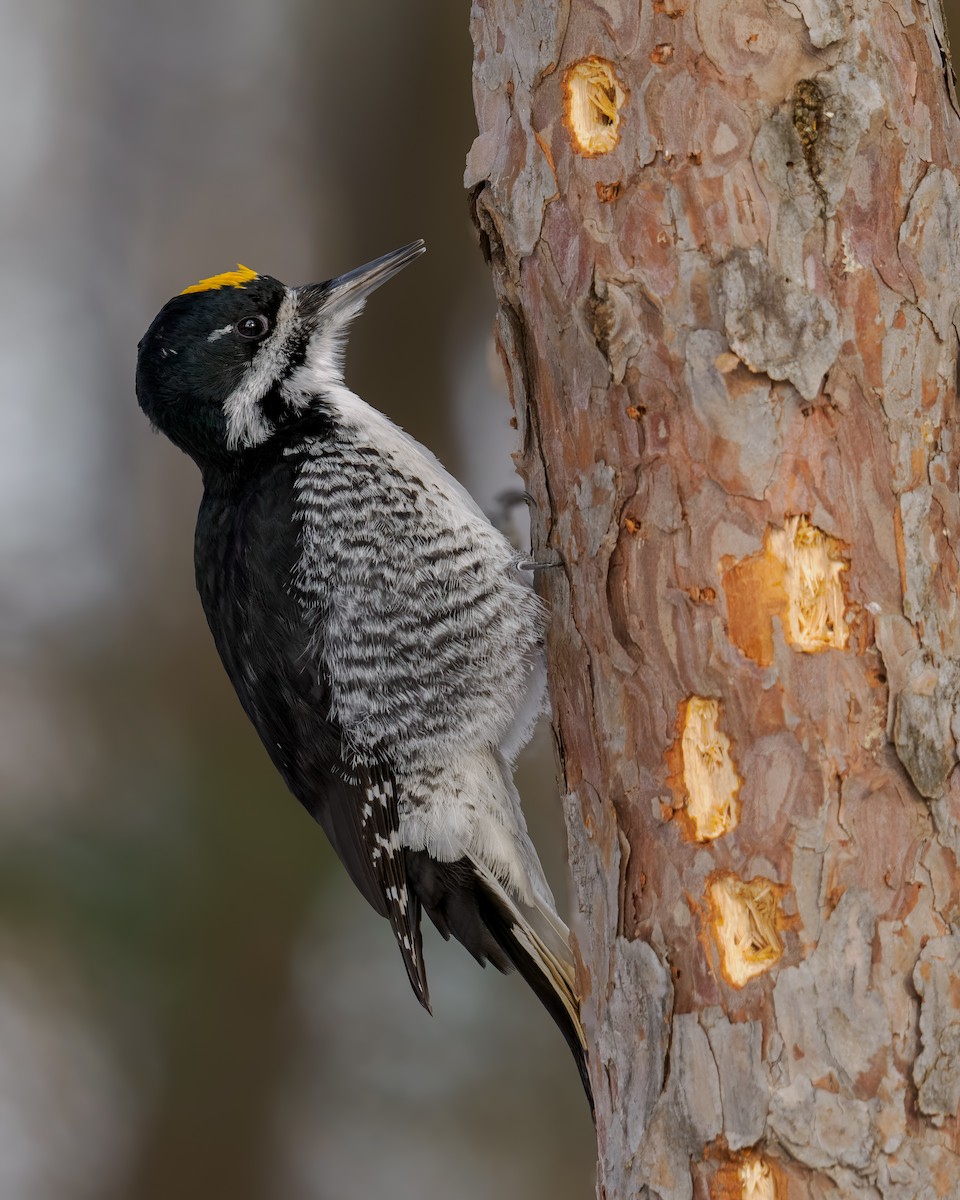 datlík černohřbetý - ML646363710