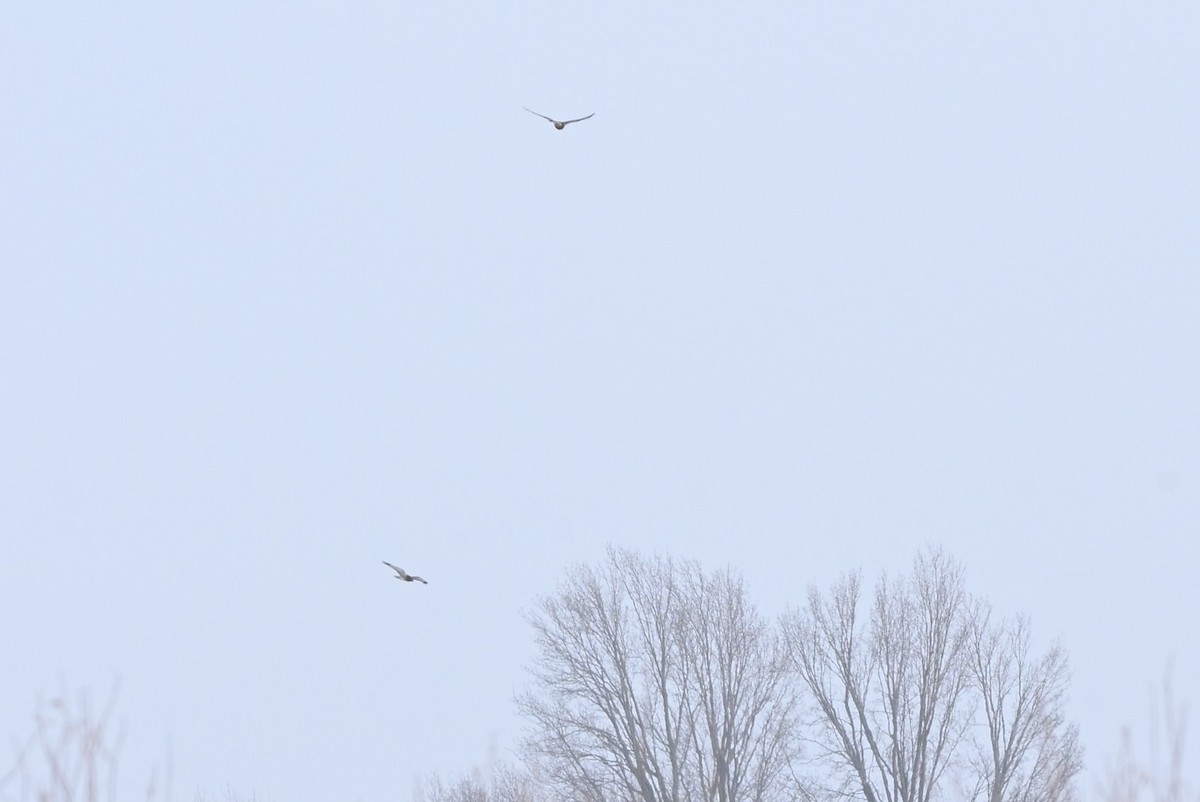 Northern Harrier - ML646363711