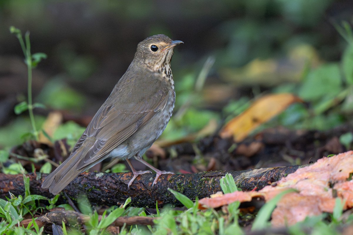 Дрізд-короткодзьоб Cвенсона [група swainsoni] - ML646363712