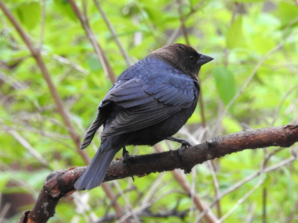 Вашер буроголовий - ML646363713