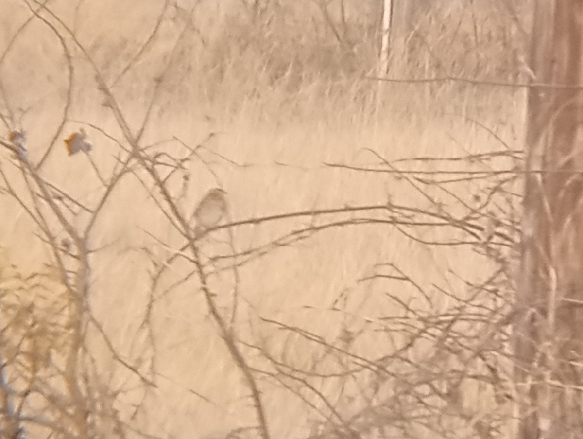 Savannah Sparrow - ML646363715