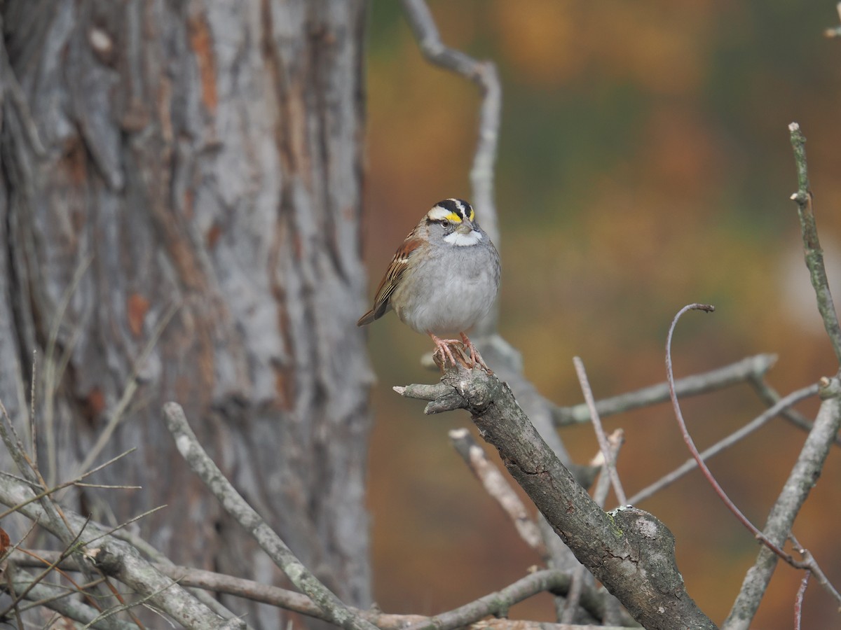 White-throated Sparrow - ML646363717