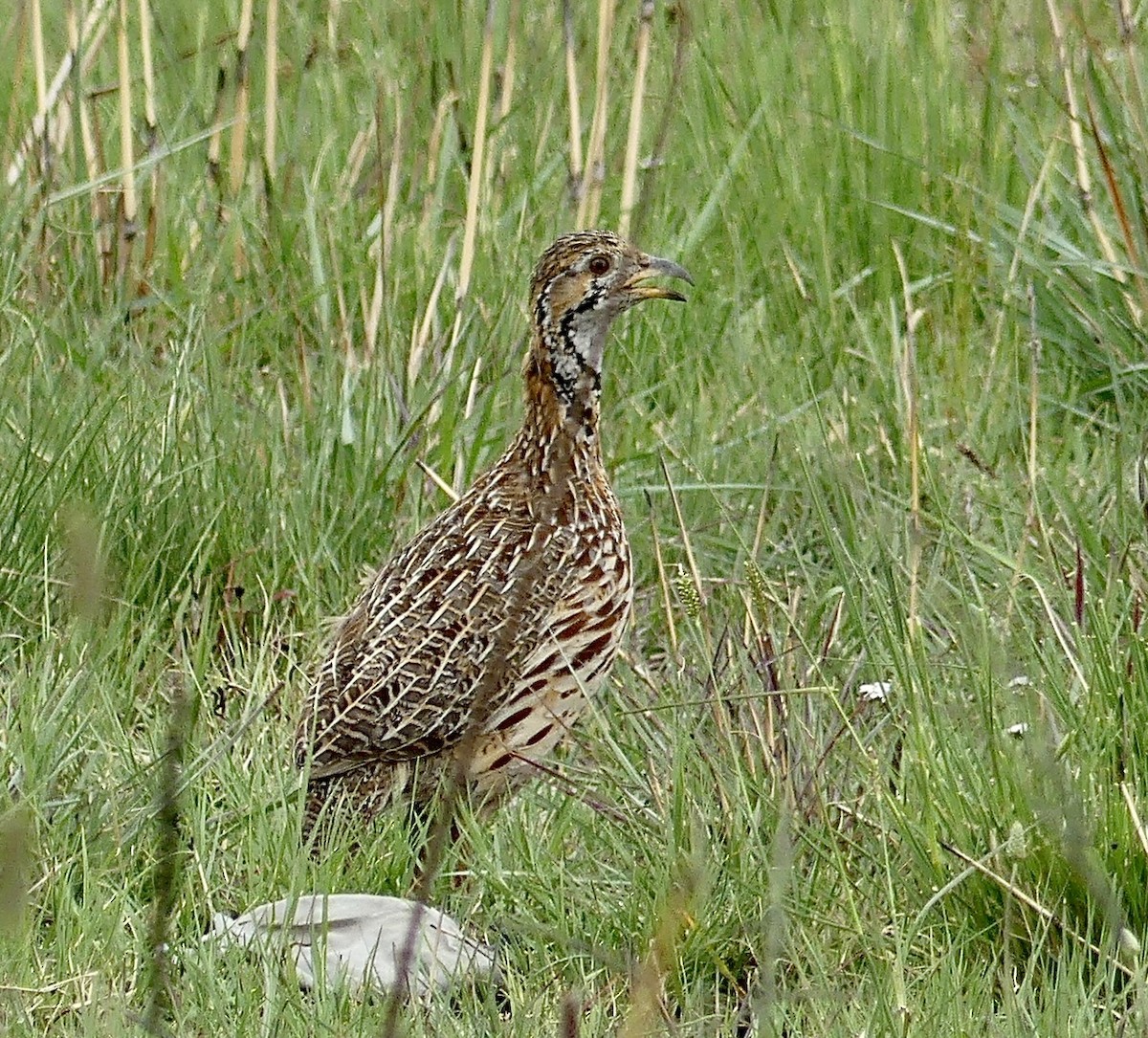 frankolín čárkoprsý - ML646363721